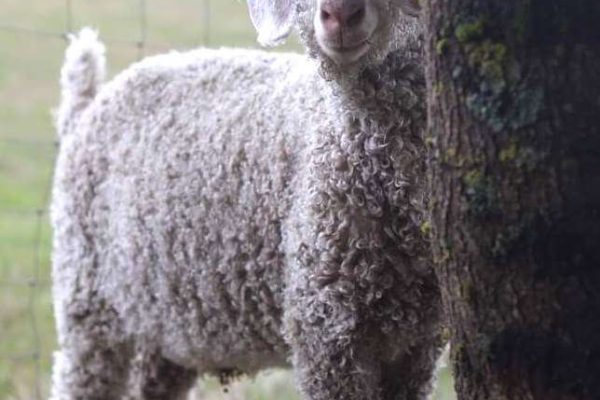 Laine Mohair des chibottes chemins de saint jacques de compostelle le puy en velay lyon cluny conques genève (2)