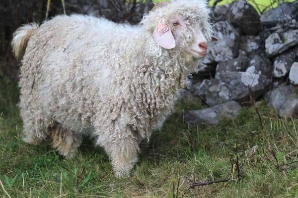 Laine Mohair des chibottes chemins de saint jacques de compostelle le puy en velay lyon cluny conques genève (4)