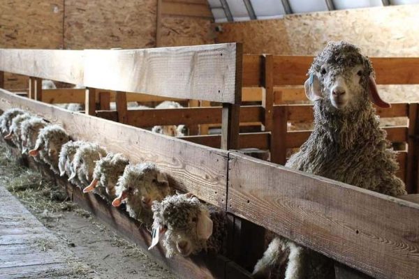 Laine Mohair des chibottes chemins de saint jacques de compostelle le puy en velay lyon cluny conques genève (8)