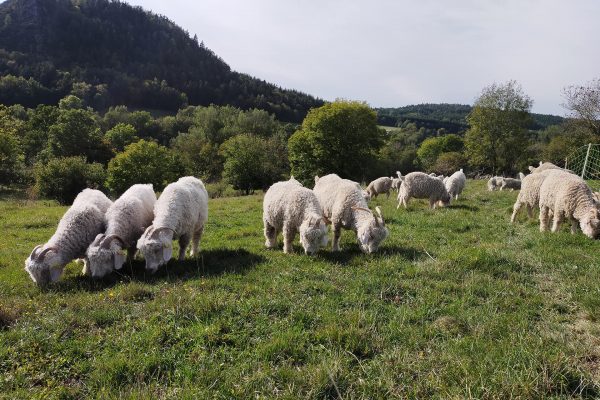 Laine Mohair des chibottes chemins de saint jacques de compostelle le puy en velay lyon cluny conques genève (9)