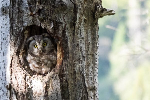 Chouette de Tengalm ©lorabarra ADOBE STOCK