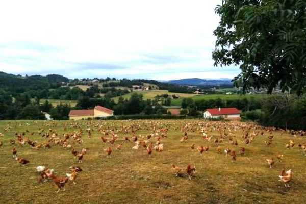 ferme du clapou viande bio saint germain laprade (16)