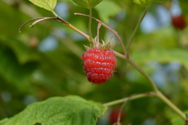 GIE Fruits rouges du Velay