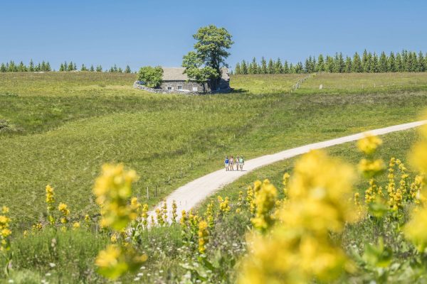 Auvergne - Haute- Loire - Le chemin de Saint-Jacques-de-Compostelle - Les marcheurs à l'approche du domaine du Sauvage-18-min