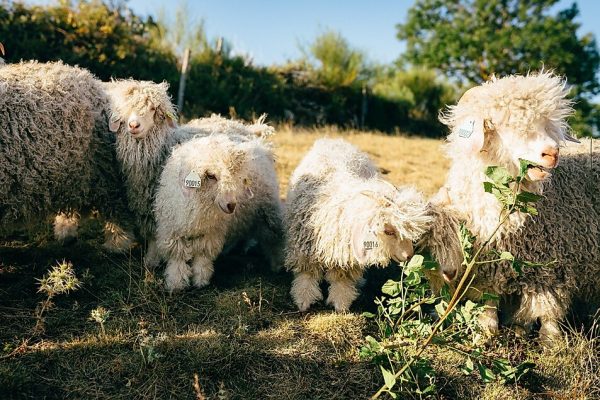 Ferme Lou Pagora Mohair du Velay Tiranges (11)