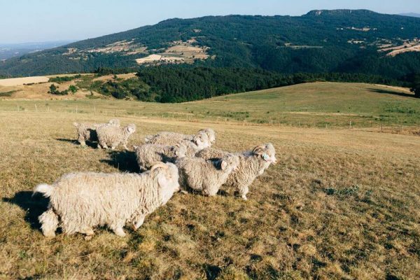 Ferme Lou Pagora Mohair du Velay Tiranges