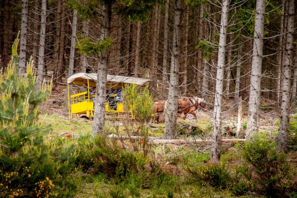 reserve des bisons europe de margeride - PDemeure (1)