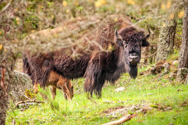 reserve des bisons europe de margeride - PDemeure (17)