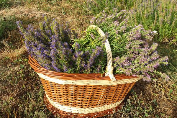 Au détour des plantes Saint Alban sur Limagnole (4)