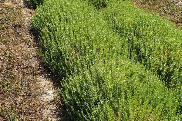 Au détour des plantes Saint Alban sur Limagnole (5)