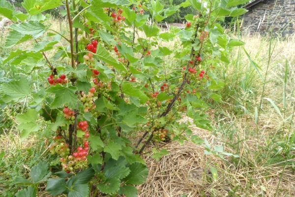 Gourmandises Buissonnières Marie Perron Retournac (4)