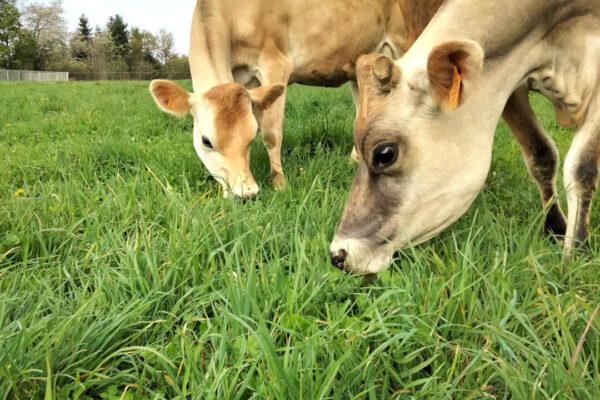 Vach'mont bio Aline et Julien Delabre Tence (7)